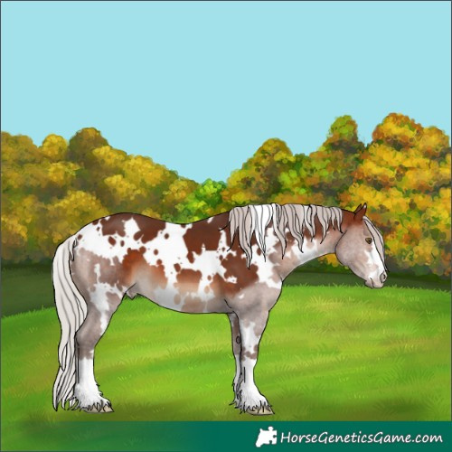 Horse Color:White Spotted Silver Brown 