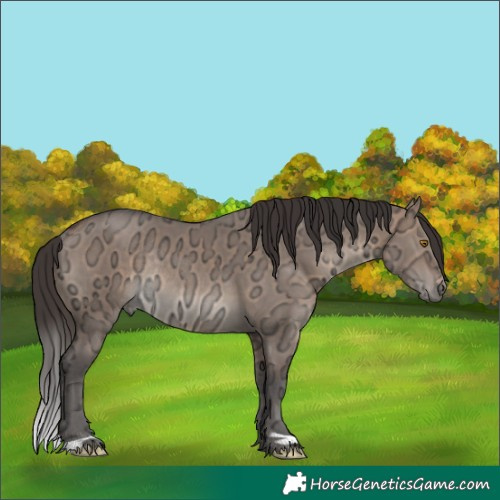 Horse Color:Bay Ice Dun Rabicano 