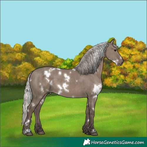 Horse Color:White Spotted Silver Grullo 