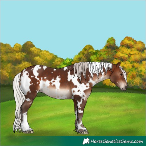 Horse Color:White Spotted Silver Brown