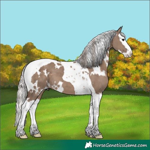 Horse Color:White Spotted Silver Grullo Splash Tobiano