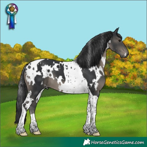 Horse Color:White Spotted Black Tobiano 