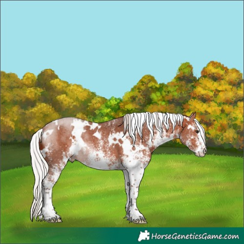 Horse Color:White Spotted Silver Brown 