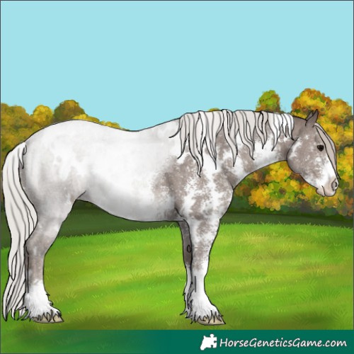 Horse Color:White Spotted Silver Black Sabino