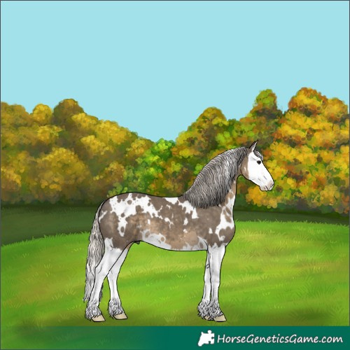 Horse Color:White Spotted Silver Smoky Grullo Splash