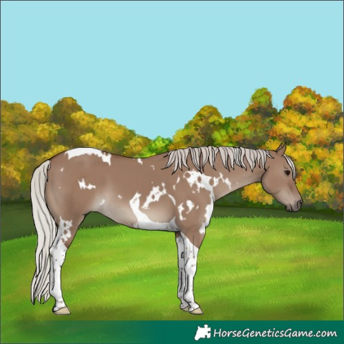Horse Color:White Spotted Silver Grullo Tobiano 