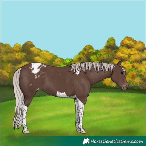 Horse Color:Silver Black Tobiano Varnish