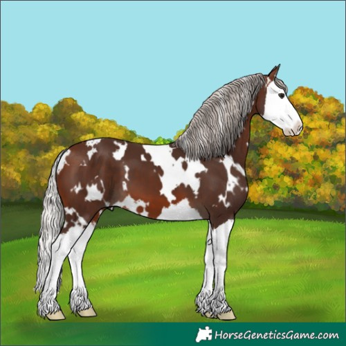 Horse Color:White Spotted Silver Brown Splash 