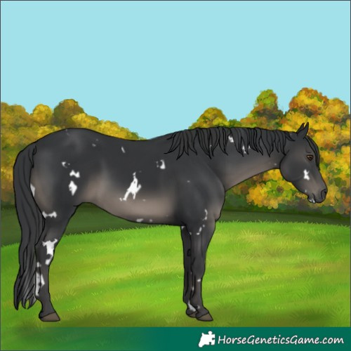 Horse Color:White Spotted Black 