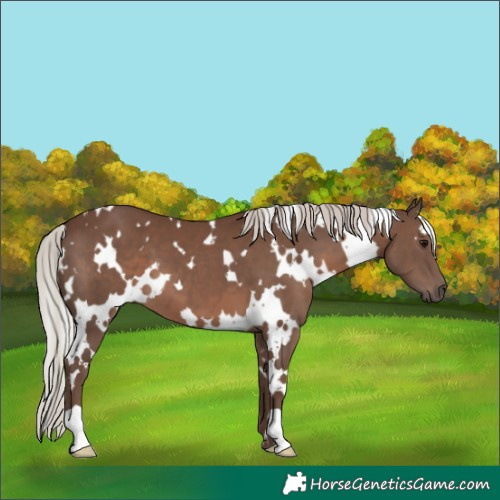 Horse Color:White Spotted Silver Black