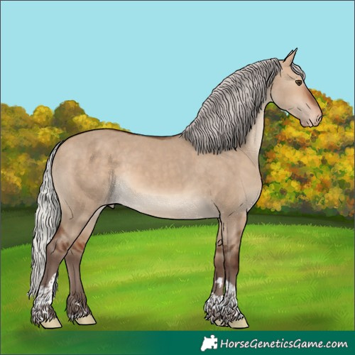 Horse Color:Silver Bay Dun Tobiano Appaloosa