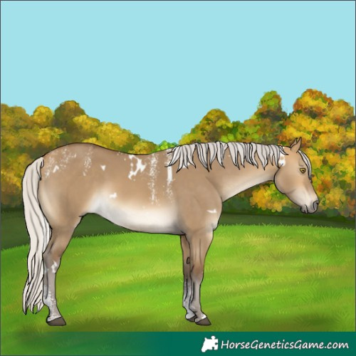 Horse Color:Powder White White Spotted Silver Buckskin Dun 