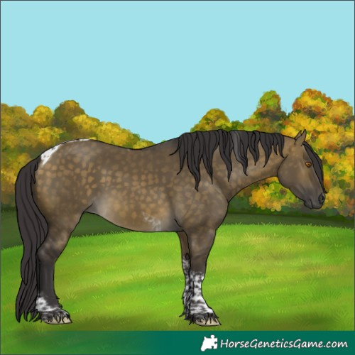 Horse Color:Buckskin Dun Tobiano 