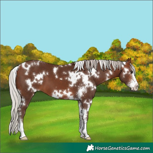 Horse Color:White Spotted Silver Brown Sabino 