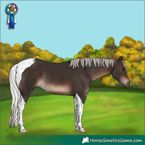 Horse Color:Silver Brown Tobiano 