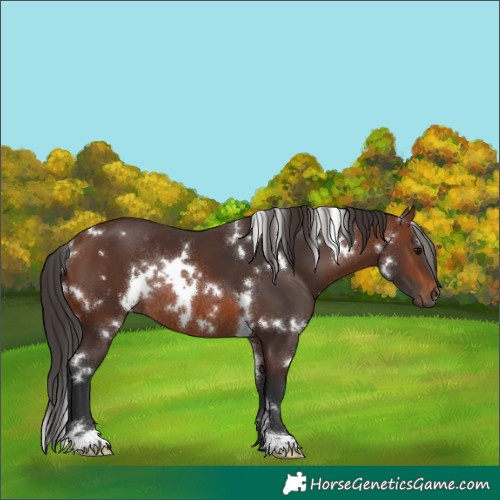 Horse Color:White Spotted Brown Rabicano 