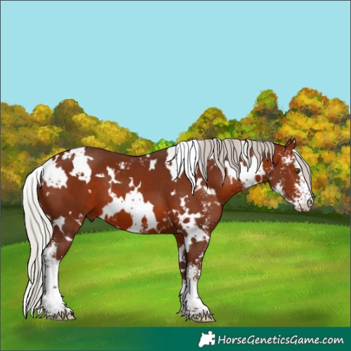 Horse Color:White Spotted Silver Brown Sabino