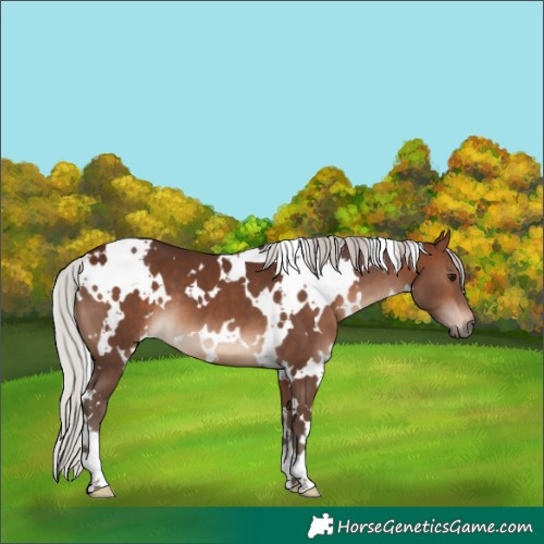 Horse Color:White Spotted Silver Brown 