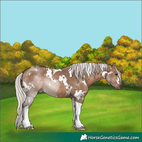 Horse Color:White Spotted Silver Brown Dun Tobiano