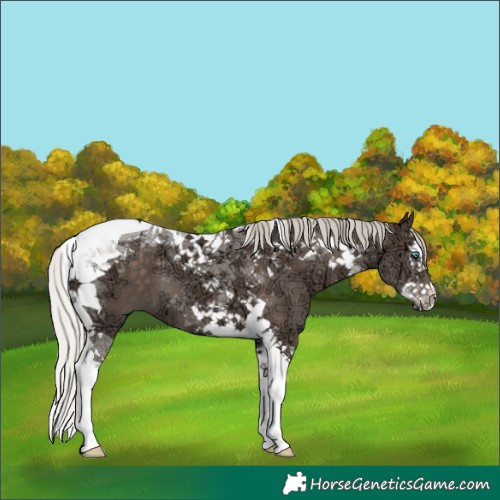 Horse Color:Silver Black Ice Splash Tobiano 