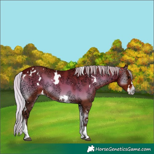 Horse Color:White Spotted Silver Bay Ice Onyx Splash Tobiano