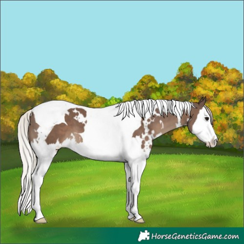 Horse Color:White Spotted Silver Black Splash Tobiano