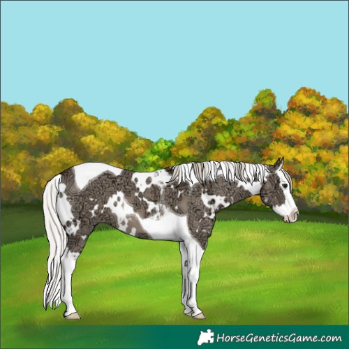 Horse Color:White Spotted Silver Grullo Ice Splash Tobiano