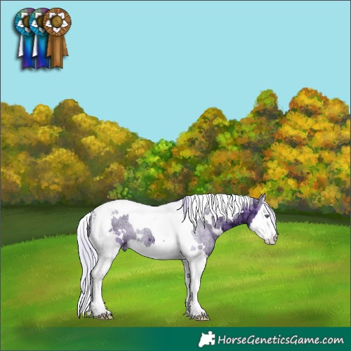 Horse Color:Plaid White Spotted Silver Grullo Chinchilla Ice Splash Tobiano