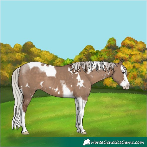 Horse Color:White Spotted Silver Grullo Splash Tobiano 