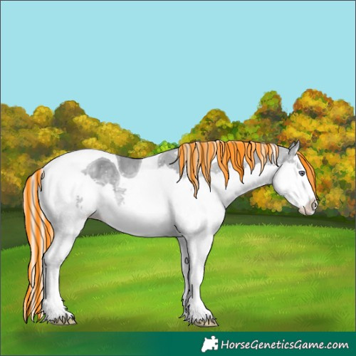 Horse Color:Painted Silver Black Chinchilla Sabino Splash Tobiano 