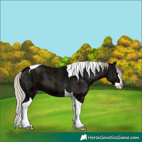 Horse Color:Midnight Silver Blue Onyx Ice Splash Tobiano