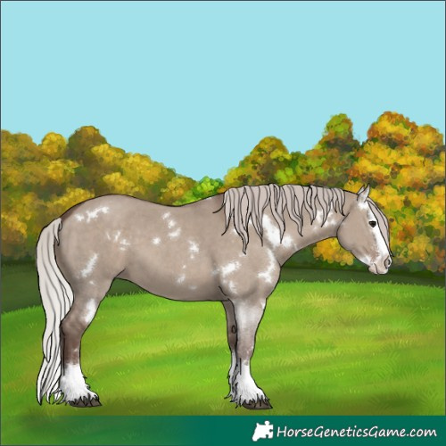 Horse Color:White Spotted Silver Grullo Sabino Splash