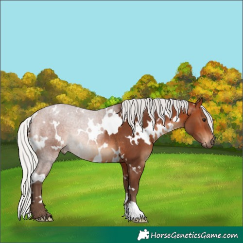 Horse Color:White Spotted Silver Brown Rabicano