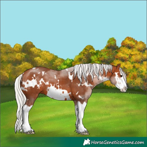Horse Color:White Spotted Silver Bay Sabino Splash 