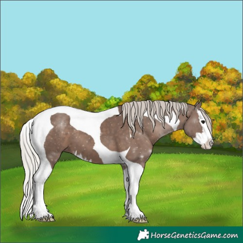 Horse Color:Silver Black Splash Tobiano 