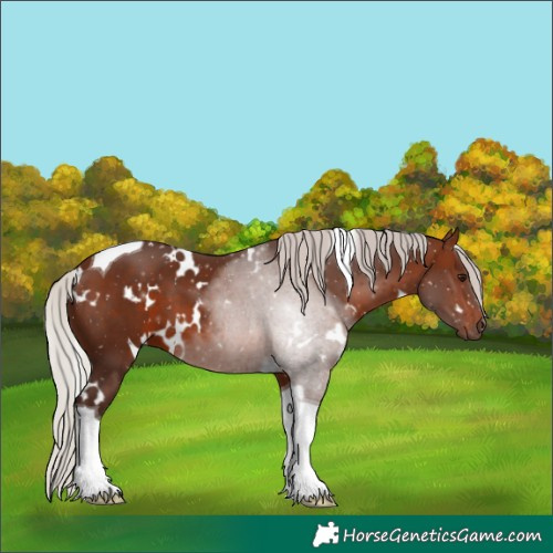 Horse Color:White Spotted Silver Brown Tobiano 