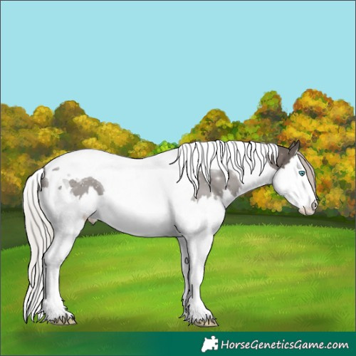 Horse Color:Silver Black Splash Tobiano
