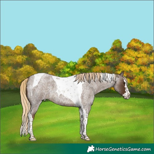 Horse Color:Chocolate Palomino Roan Splash Tobiano 