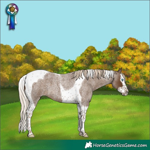 Horse Color:Chocolate Palomino Roan Splash Tobiano 