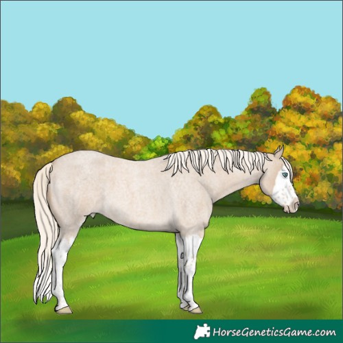 Horse Color:Cremello Roan Splash 