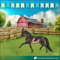 Horse Color:White Spotted Brown Rabicano 