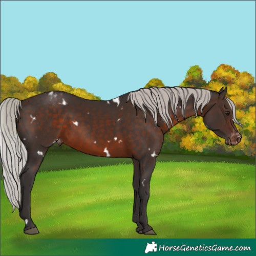 Horse Color:White Spotted Silver Brown Varnish