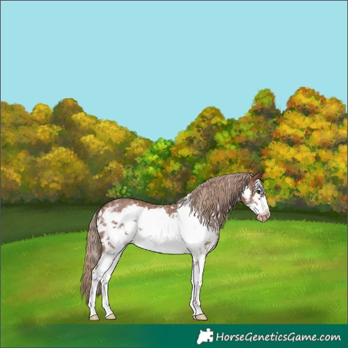 Horse Color:Chestnut Sabino Frame Varnish