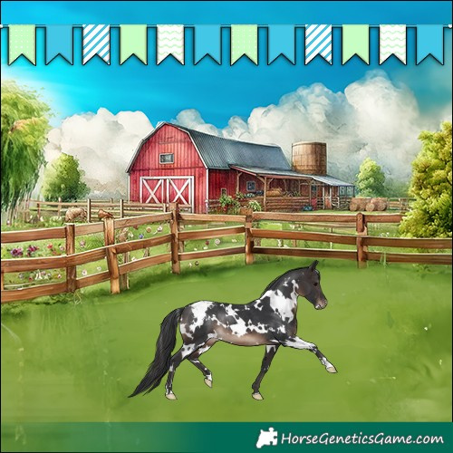 Horse Color:White Spotted Brown Blanket Rabicano