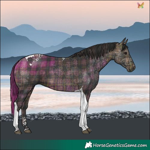Horse Color:Plaid Brown Tobiano