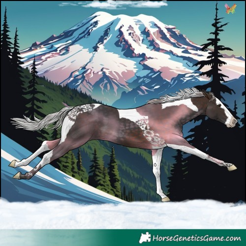 Horse Color:Silver Brown Splash Tobiano