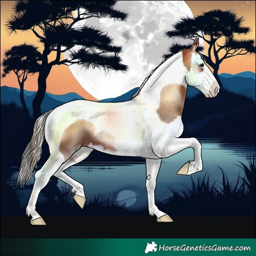 Horse Color:Bay Onyx Splash Tobiano