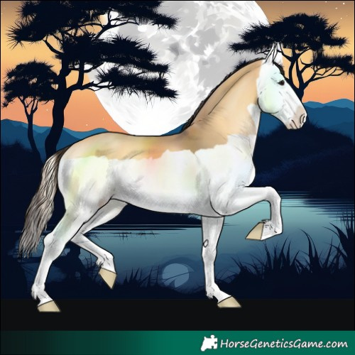 Horse Color:Buckskin Onyx Splash