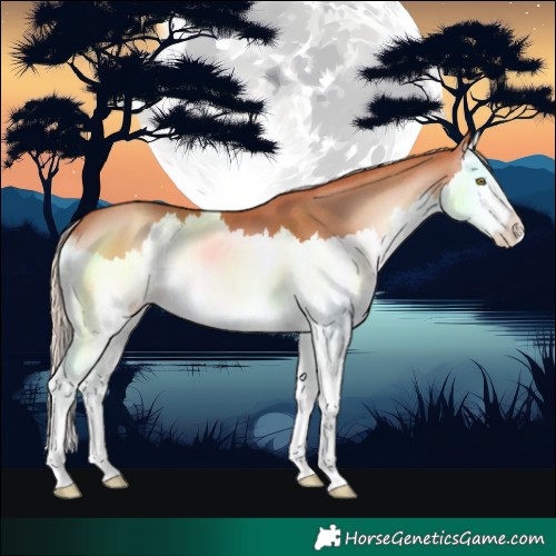 Horse Color:Gold Champagne Onyx Splash 
