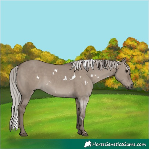Horse Color:White Spotted Silver Grullo Rabicano